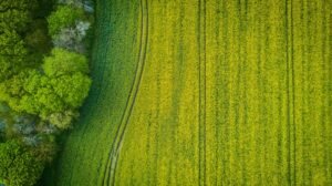 Aerial view of a green field with vibrant textures near Stralsund, Germany.
